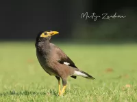 Treurspreeuw [Acridotheres tristis]